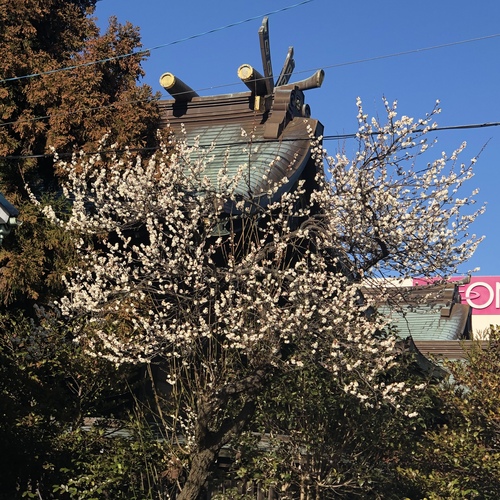 2月1日(月) 社殿裏の白梅が綺麗に咲いています。